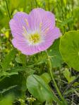 Oenothera speciosa Nuttall