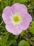 Oenothera speciosa Nuttall