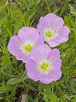 Oenothera speciosa Nuttall