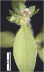 Edrastima uniflora (L.) Raf.