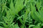 Onoclea sensibilis L.