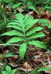 Onoclea sensibilis L.