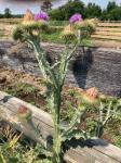 Onopordum acanthium L. ssp. acanthium