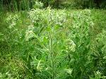 Lithospermum parviflorum Weakley, Witsell, & D. Estes