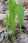 Ophioglossum pycnostichum (Fernald) A. & D. Love
