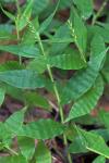 Oplismenus undulatifolius (Ard.) P. Beauv.