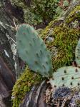 Opuntia cespitosa Raf.
