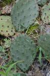 Opuntia cespitosa Raf.