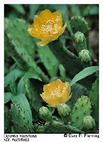 Opuntia humifusa complex
