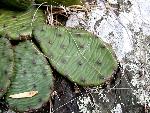 Opuntia humifusa complex