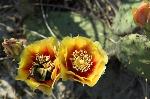 Opuntia humifusa complex