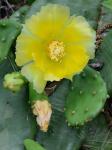 Opuntia humifusa complex
