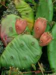 Opuntia humifusa complex