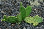 Opuntia humifusa complex