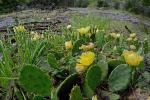 Opuntia humifusa complex