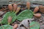 Opuntia humifusa (Raf.) Raf.