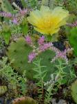 Opuntia humifusa (Raf.) Raf.