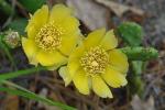 Opuntia humifusa (Raf.) Raf.