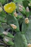 Opuntia mesacantha Raf. ssp. mesacantha