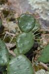 Opuntia mesacantha Raf. ssp. mesacantha