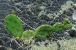 Opuntia mesacantha Raf. ssp. mesacantha