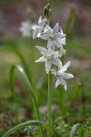 Ornithogalum nutans L.