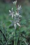 Ornithogalum nutans L.