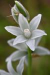 Ornithogalum nutans L.