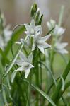 Ornithogalum nutans L.