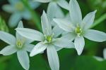 Ornithogalum umbellatum L.