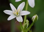 Ornithogalum umbellatum L.