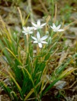 Ornithogalum umbellatum L.