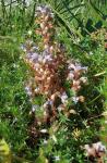 Phelipanche ramosa L.