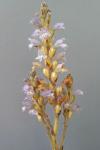 Phelipanche ramosa L.