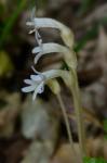 Aphyllon uniflorum L.