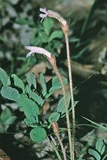 Aphyllon uniflorum L.