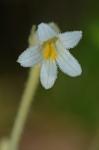 Aphyllon uniflorum L.