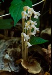 Aphyllon uniflorum L.