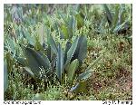 Orontium aquaticum L.