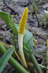 Orontium aquaticum L.