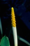 Orontium aquaticum L.