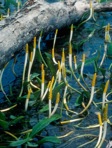 Orontium aquaticum L.