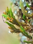 Orthotrichum keeverae H.A. Crum & L.E. Anderson