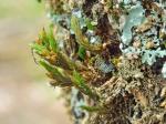 Orthotrichum keeverae H.A. Crum & L.E. Anderson