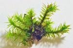 Orthotrichum keeverae H.A. Crum & L.E. Anderson