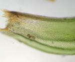 Orthotrichum keeverae H.A. Crum & L.E. Anderson