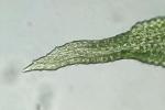 Orthotrichum keeverae H.A. Crum & L.E. Anderson