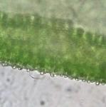 Orthotrichum keeverae H.A. Crum & L.E. Anderson
