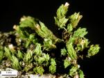 Orthotrichum ohioense Sullivant & Lesquereux