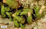 Orthotrichum ohioense Sullivant & Lesquereux